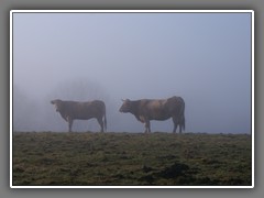 4.17 Cows, Winter fog
