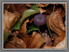 4.16 Fungus, St Sever Forest, Calvados