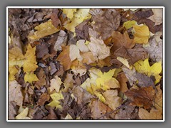 4.2 Fallen leaves, Hampstead Heath, London