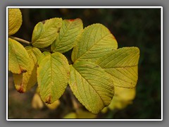 4.5 Beech leaves, Hampstead Heath, Londonheath autu14