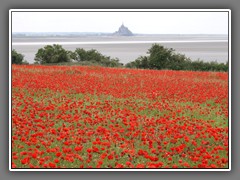 4.21 Vains, poppies and Mont St Michel,  summer 2012 31